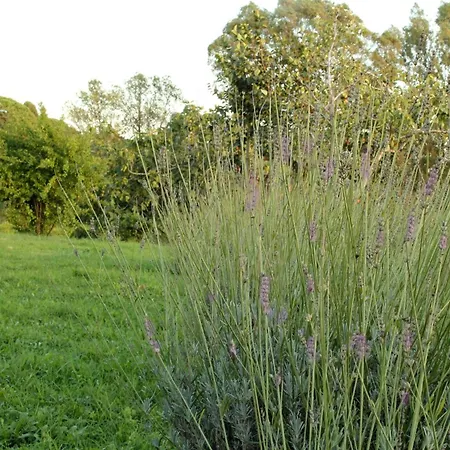 Al Vecchio Fontanile 라디스폴리